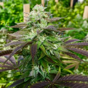 Mountain Sun Botanicals Stargazer Proprietary Strain - purple-tipped green cannabis flower